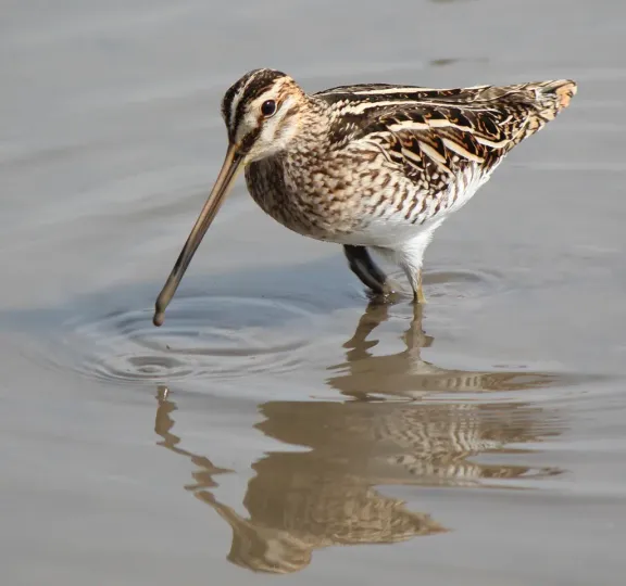 Common snipe