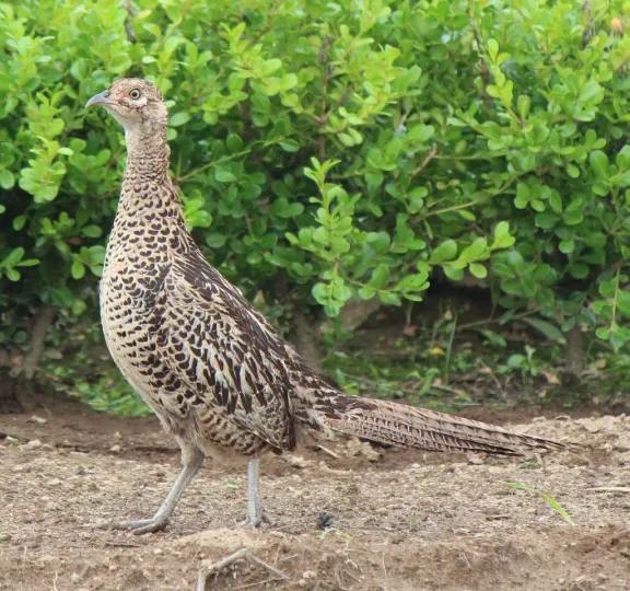 Green pheasant