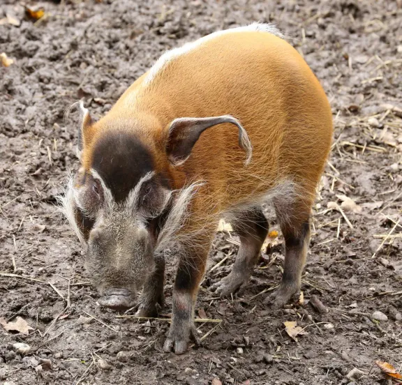 Red river hog
