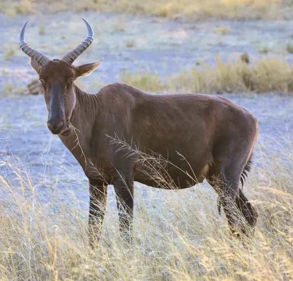 Tsessebe