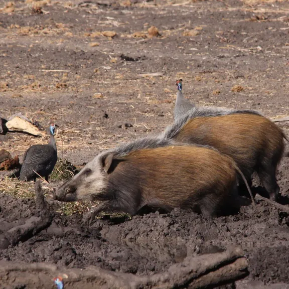 Bushpig