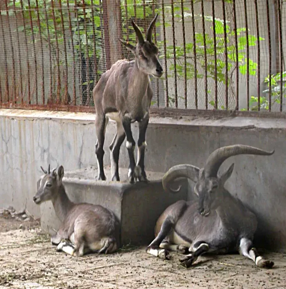 Blue sheep (bharal)