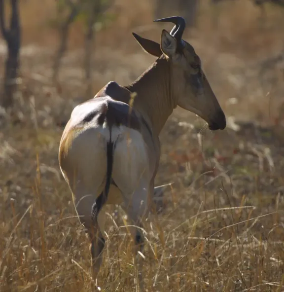 Lichtenstein’s hartebeest