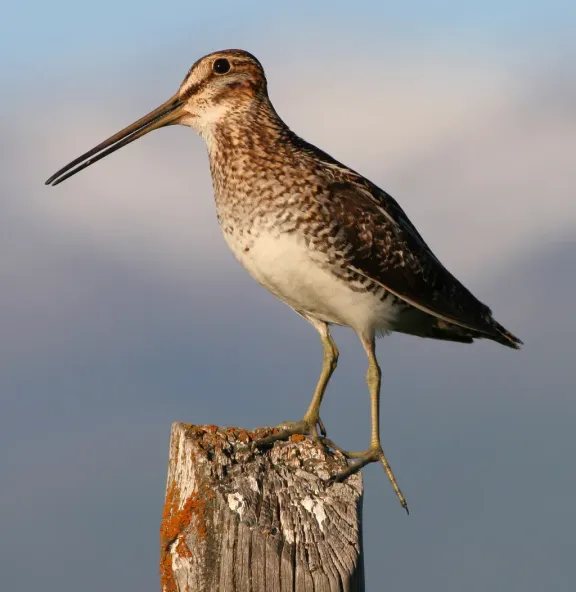 Wilson’s snipe