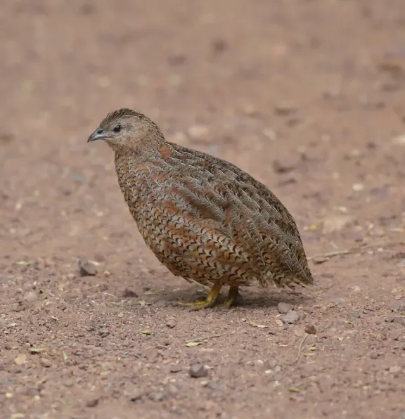 Brown quail