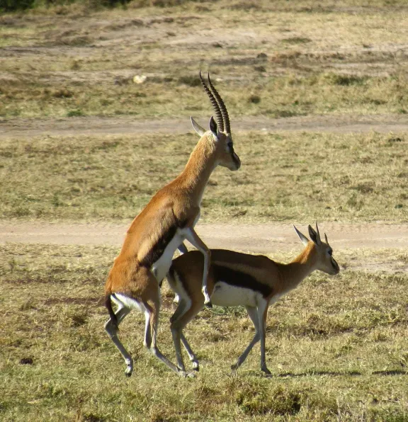 Thomson’s gazelle