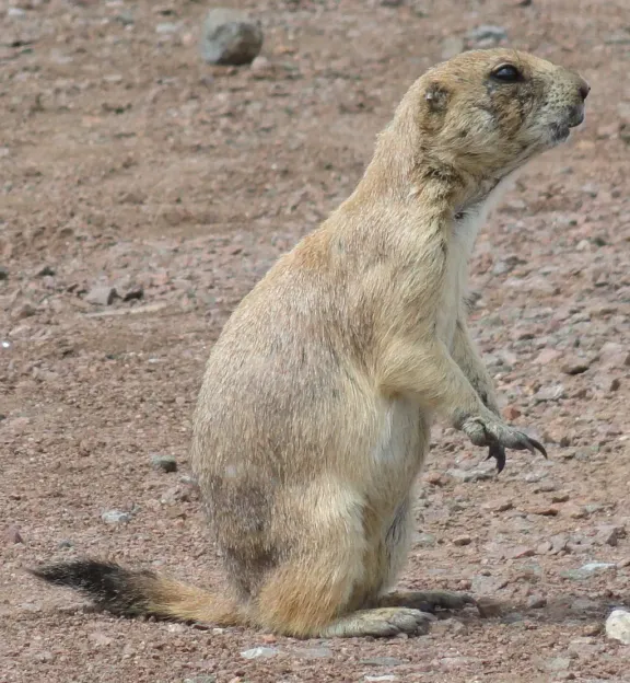 Black-tailed prairie dog