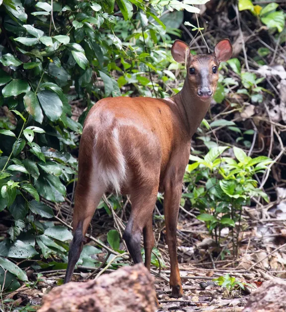 Red brocket deer