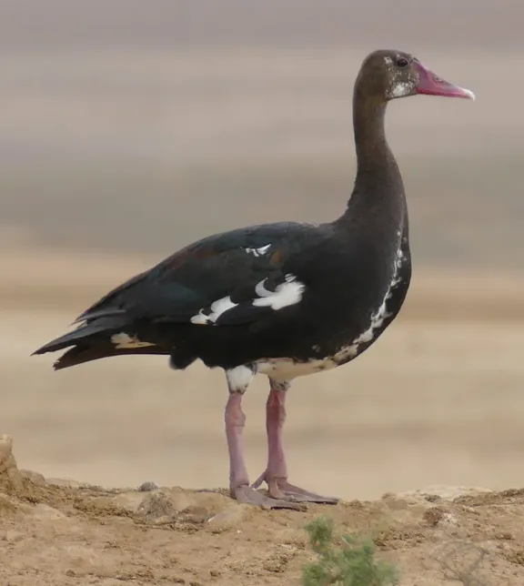 Spur-winged goose