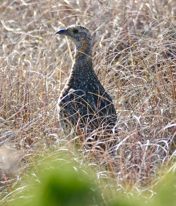 Grey-winged francolin