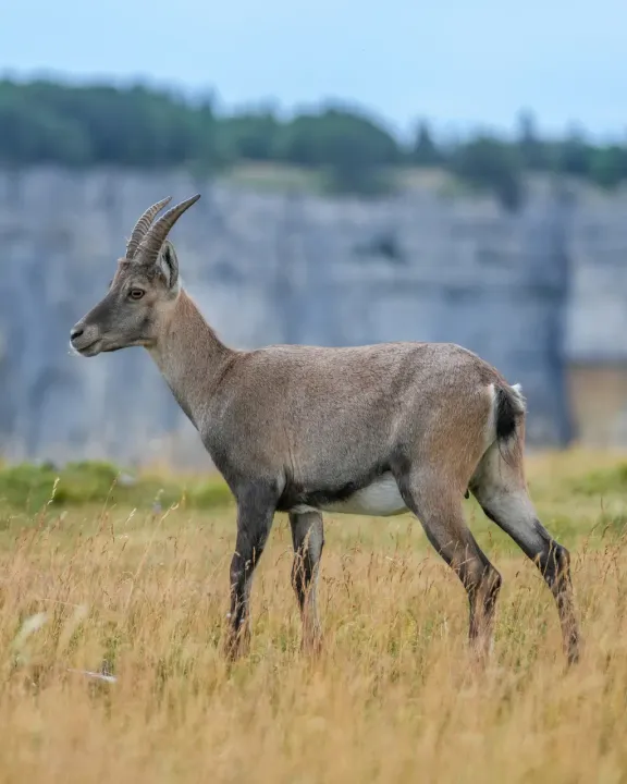 Alpine ibex