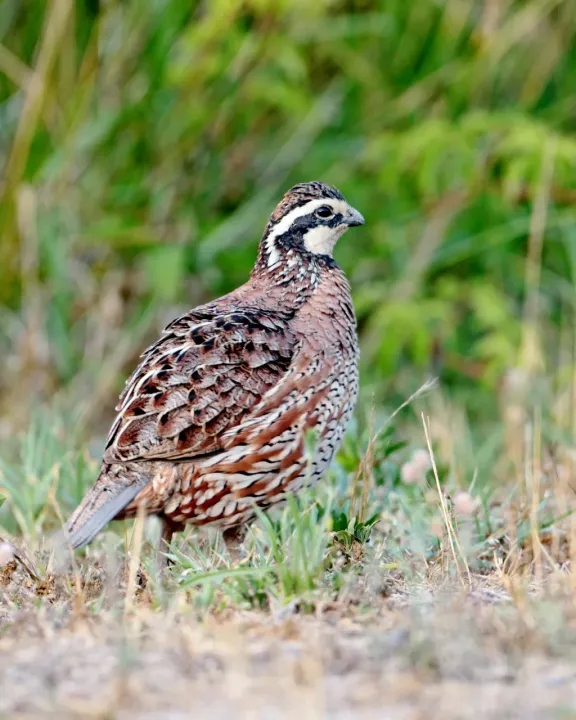 Northern bobwhite