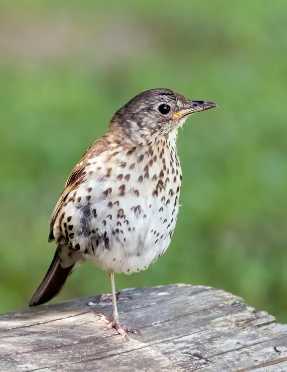 Song thrush