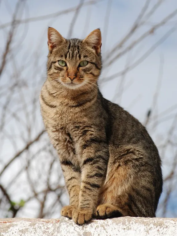 Feral cat