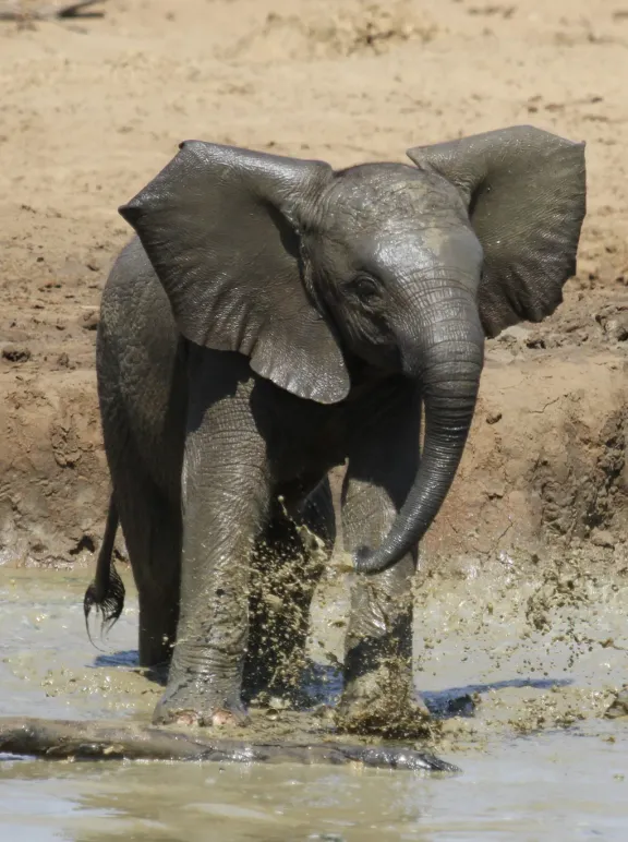 African elephant