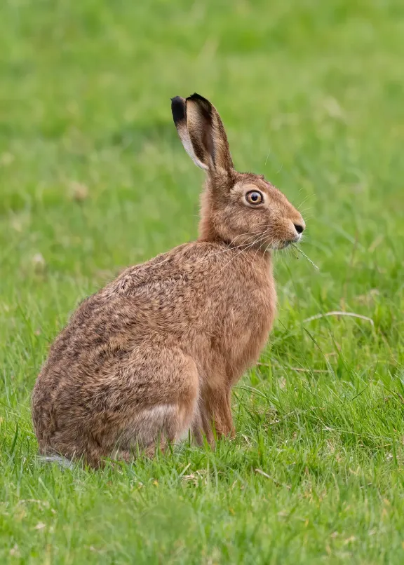 European hare