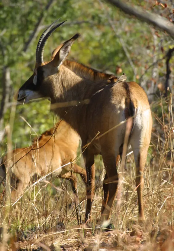 Roan antelope
