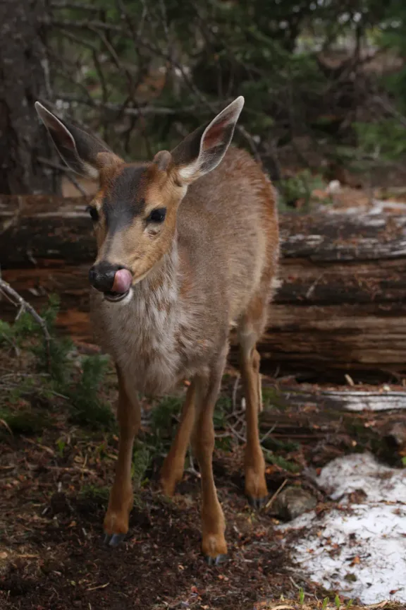 Columbian blacktail deer