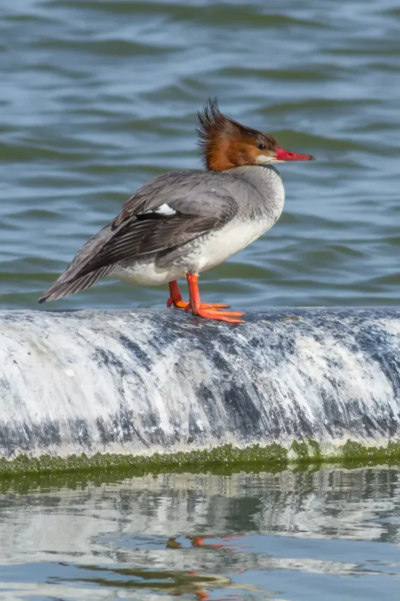 Common merganser (goosander)