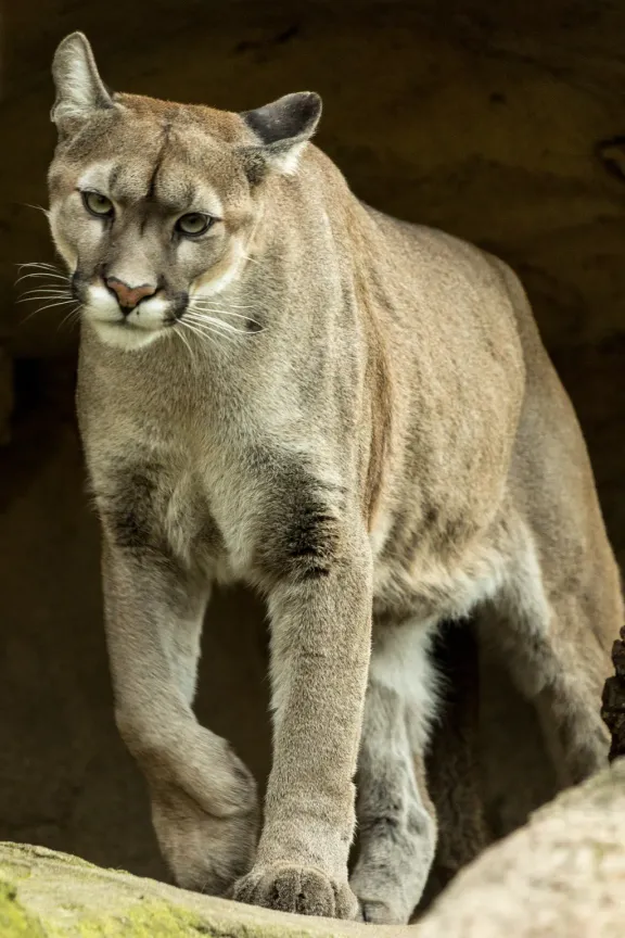Cougar