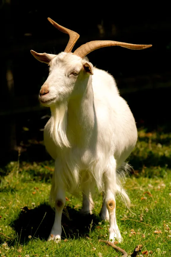 Feral goat