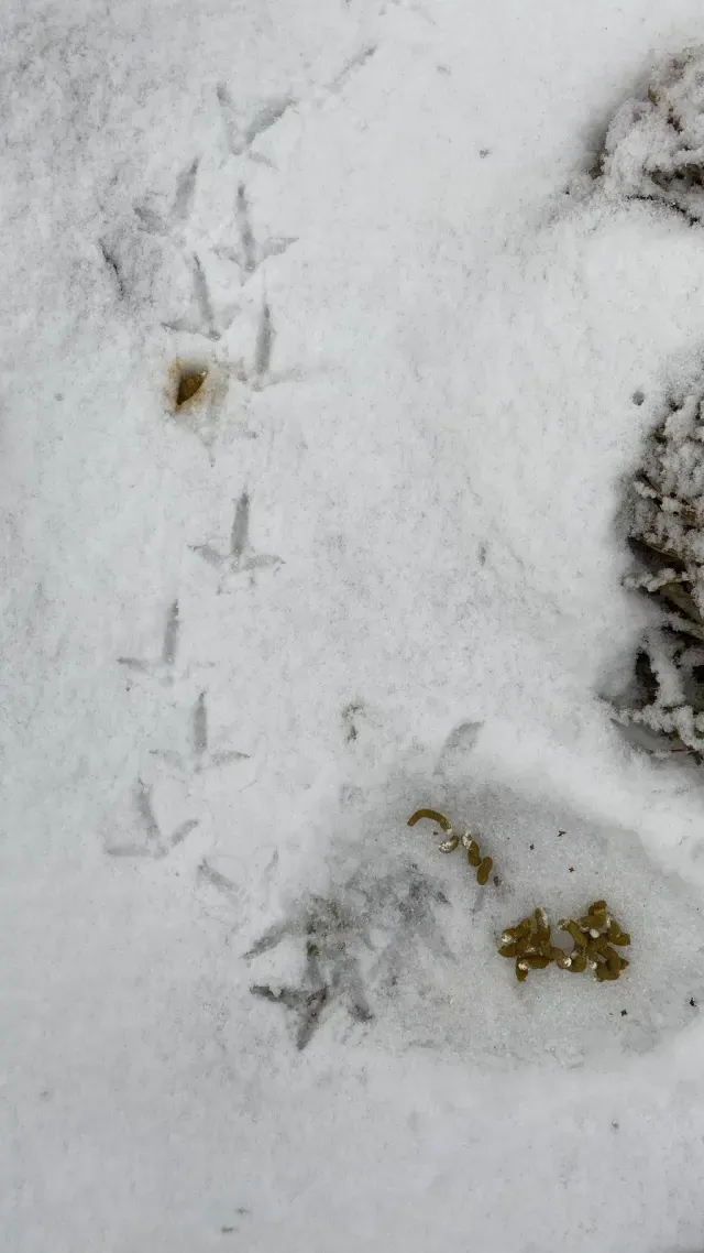Tracks of Black grouse