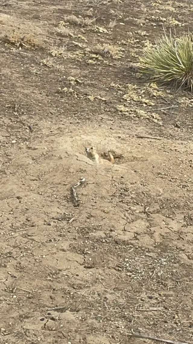 Tracks of Black-tailed prairie dog