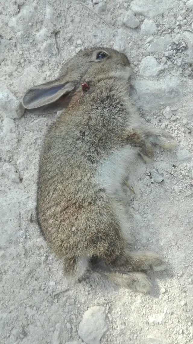 Tracks of European rabbit
