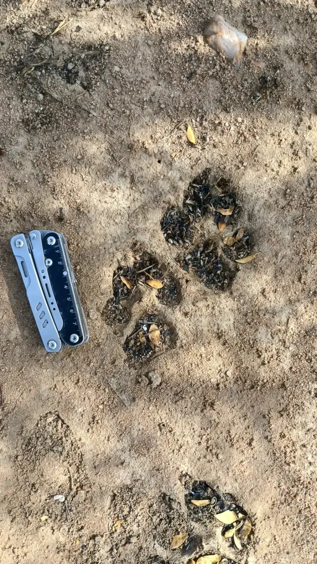 Tracks of Spotted hyena