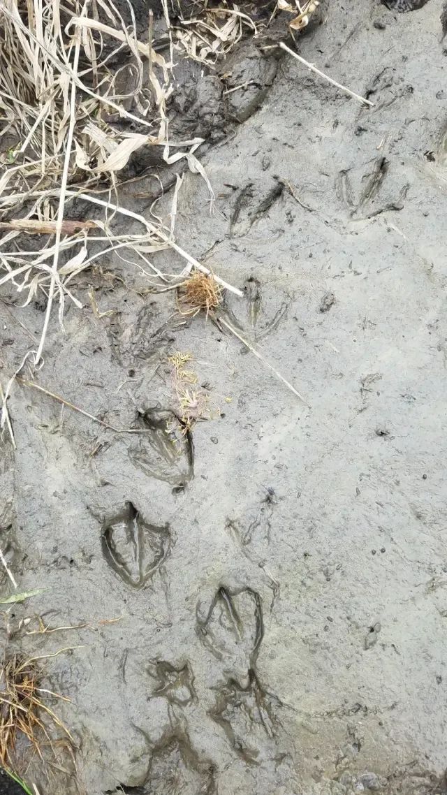 Tracks of Wood duck