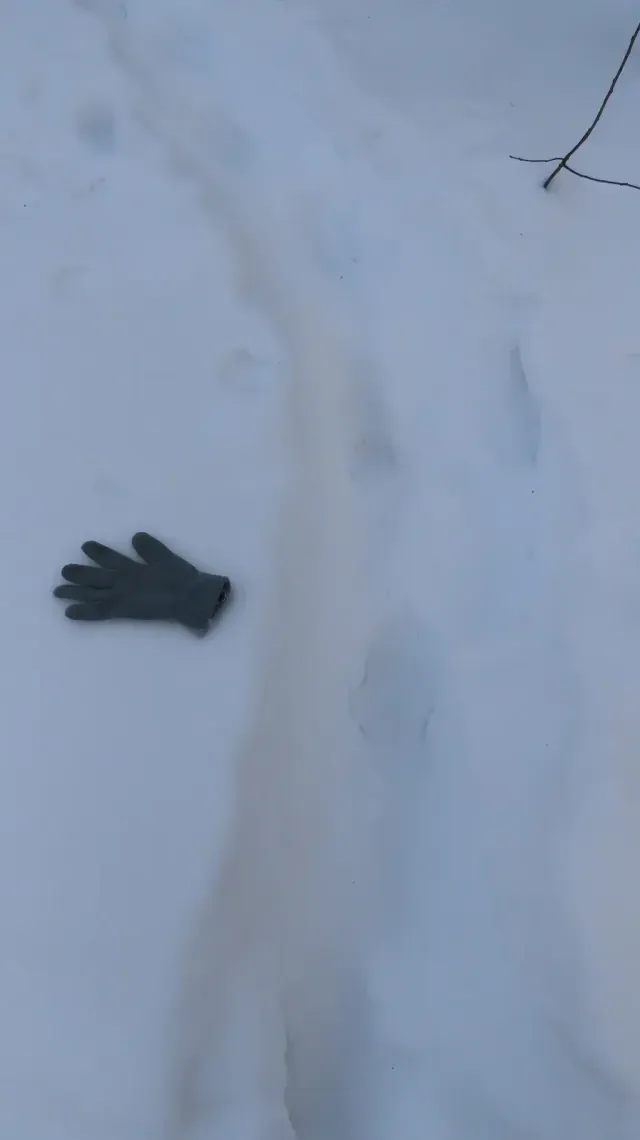 Tracks of Siberian roe deer
