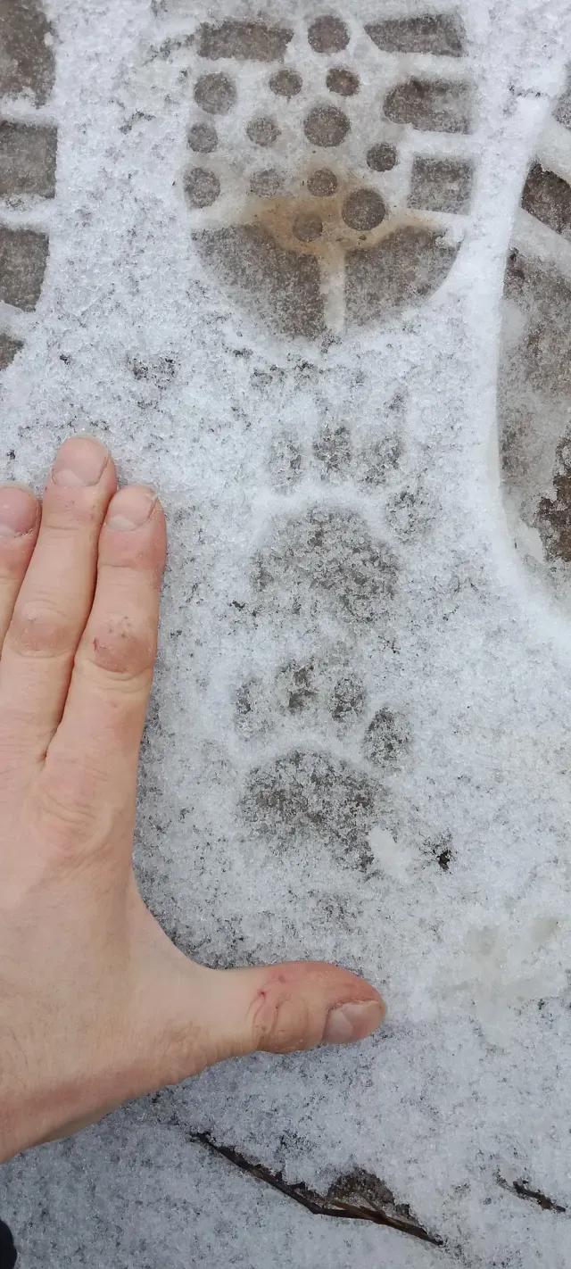 Tracks of European badger
