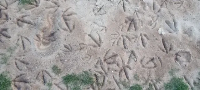 Tracks of Canada goose