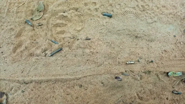 Tracks of Nile crocodile