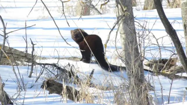 Tracks of European pine marten