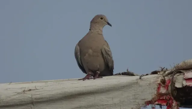 Tracks of Eurasian collared dove