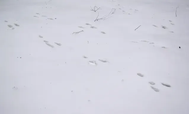 Tracks of European hare
