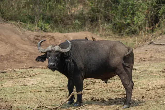Tracks of Cape buffalo
