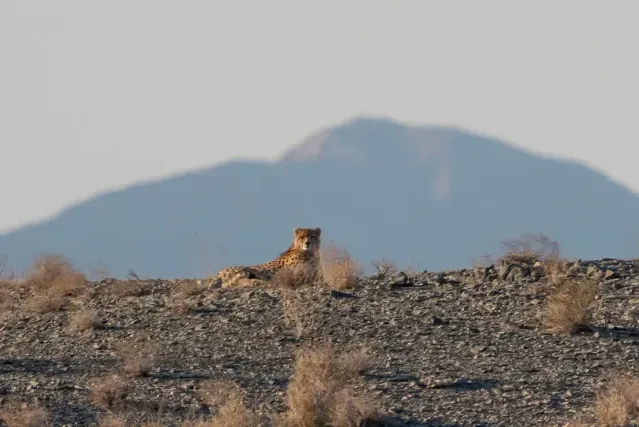 Tracks of Cheetah