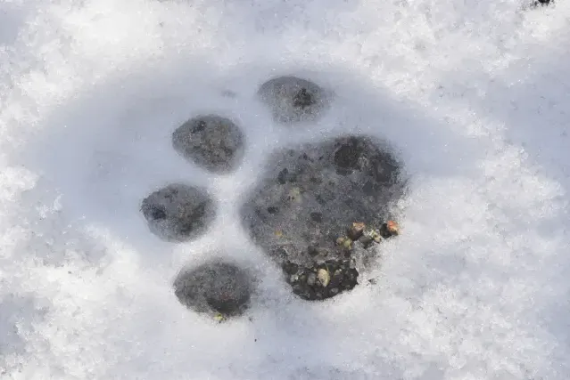 Tracks of Cougar