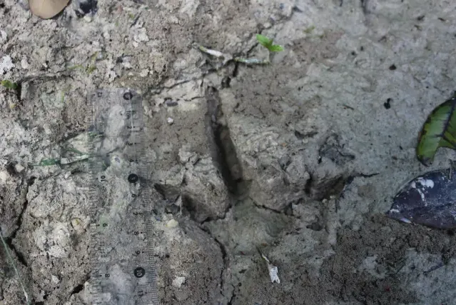 Tracks of Ocellated turkey