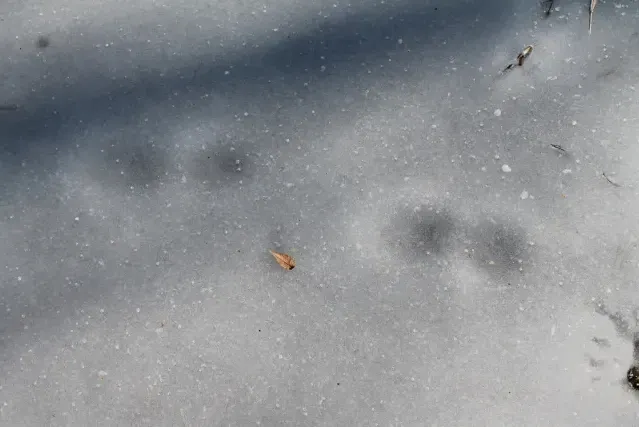 Tracks of Whitetail deer