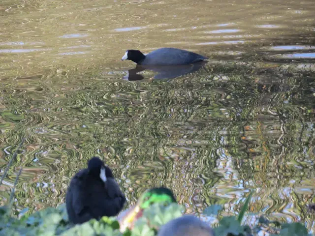 Tracks of American coot