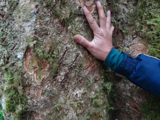 Tracks of Asiatic black bear
