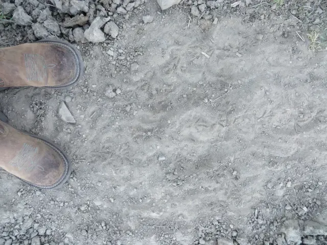 Tracks of California quail