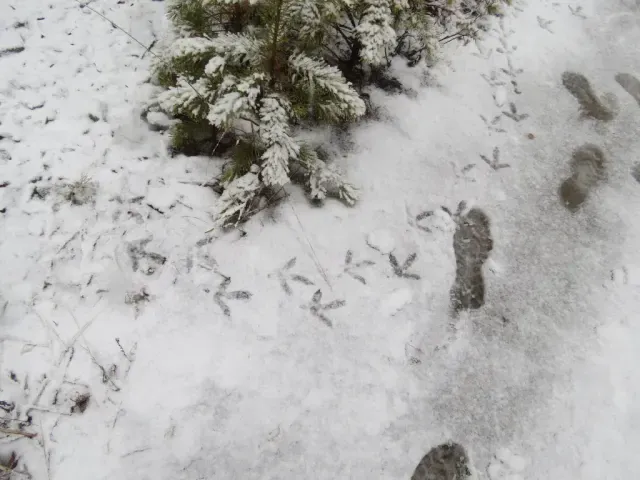 Tracks of Western capercaillie