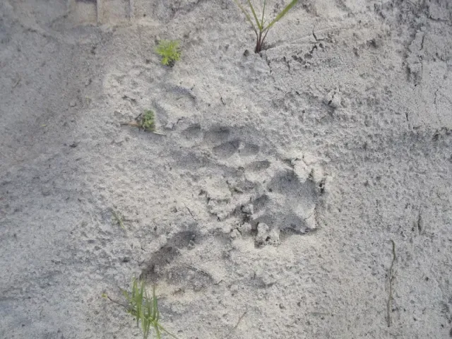 Tracks of Caracal