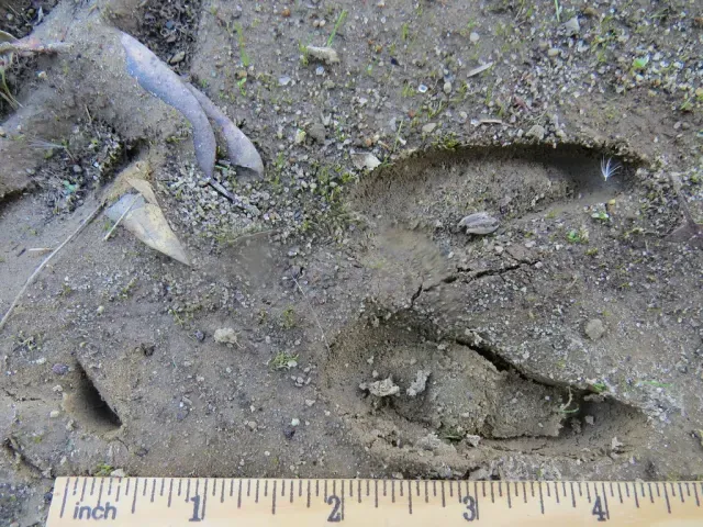 Tracks of Columbian blacktail deer