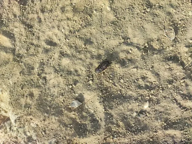 Tracks of Corsac fox