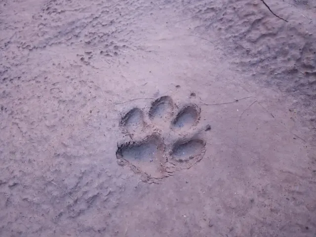 Tracks of Coyote